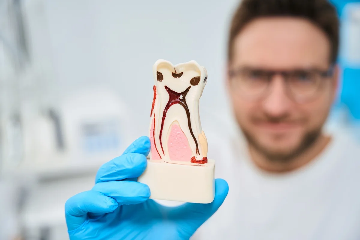 dentist in holding and showing dental 3d model